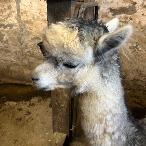 Meet the Alpacas and mini donkeys - Picture 8 of 9